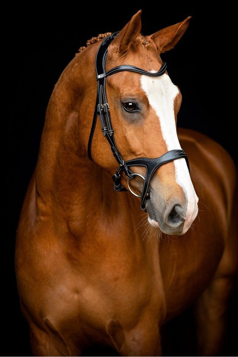 Bridle Monarch Jumping ECO Leather - black