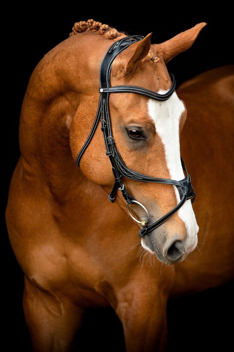 Bridle Lyon Fig 8 Jumping ECO Leather - Black