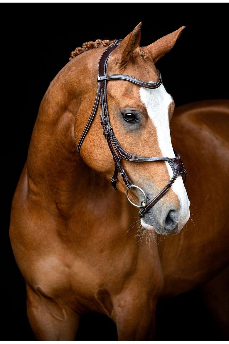 Bridle Lyon Fig 8 Jumping ECO Leather - Brown